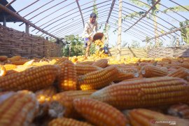 Harga jagung turun