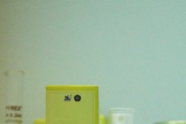 Biji pepaya dan propolis bisa diolah menjadi pencegah bau mulut