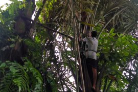 Produsen gula aren perlu didukung pengadaan bibit pohon enau