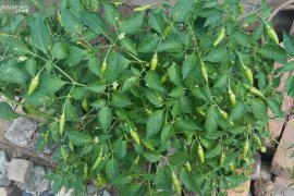 Harga  cabai di Mesuji  melambung