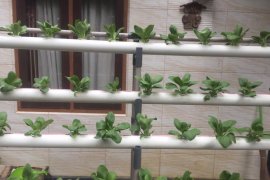 Ibu PKK Kopelma Darussalam Banda Aceh budi daya agribisnis  hidroponik