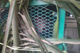 Yayasan BOS lepas liar orangutan ke habitat hutan Kejhe Seven