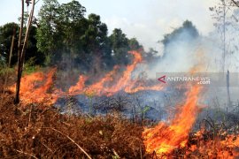 50 hektare lahan gambut di Aceh Barat terbakar