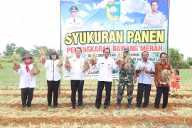 Pemkab Tanah Laut: Produksi bawang merah capai 11 ton pada 2023