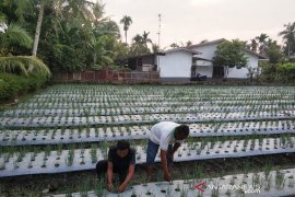 Polbangtan siap sukseskan "Peda" Sumut di Sergai