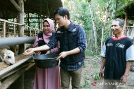 Anisa-Anindito ikut mandikan hewan kurban yang akan didistribusikan Global Qurban ACT