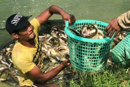 KEM Batu Bersurat panen ikan patin tiga ton