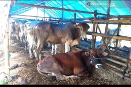 Permintaan hewan kurban di Tanah Bumbu menurun.