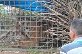 Harimau pemangsa warga akhirnya terperangkap