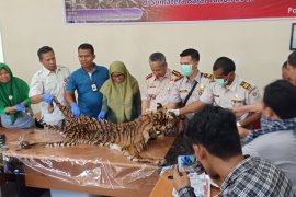 Karantina Padang serahkan kulit harimau ke BKSDA Sumbar, pengirim ditelusuri
