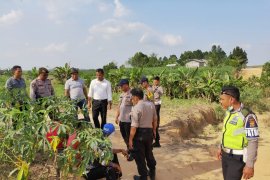 Kronologi bentrokan di Mesuji, warga saling serang perkara tanah setengah hektare