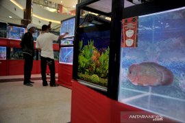 Kompetisi ikan Louhan nasional diikuti ratusan peserta Page 1 Small