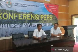 BBKSDA evakuasi harimau Sumatera ke Sumbar