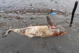 Kematian ikan lumba lumba di perairan Kwala Besar Langkat perlu diusut tuntas