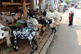Pedagang kambing di Jakarta ungkap pemulung beli hewan kurban