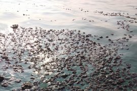 Warga ramai-ramai bersihkan tumpahan minyak mentah di bibir pantai