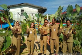 Produksi Keladi Singkawang 20 ton per hektare