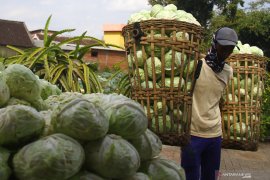 Lahan kubis terserang ulat