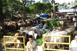 Harga sapi kurban di Tanah Datar merangkak naik  jelang Idul Adha