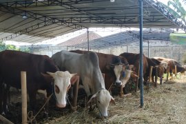 Wow, sapi dari Sukabumi diminati pejabat hingga politisi