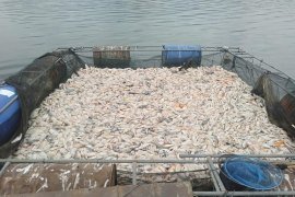 Fenomena "upwelling" picu kematian ikan Waduk Wadaslintang