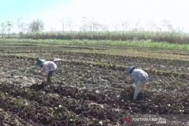 Distanbunak Aceh Tamiang sasar lahan PSR kembangkan tanaman pangan