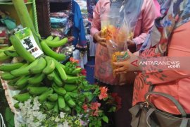 Pisang roti seberat 50 kilogram asal Solok Selatan dipamerkan di Padang