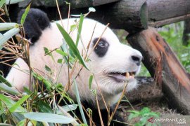 Mimpi jadi kenyataan, menyaksikan "si lucu" Panda di Chengdu (Video)