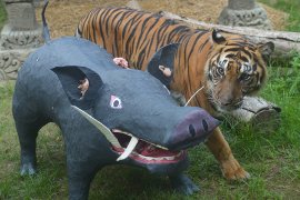 Pelatihan kemampuan berburu harimau