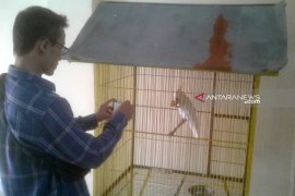 Polres Rejang Lebong serahkan satwa dilindungi ke BKSDA