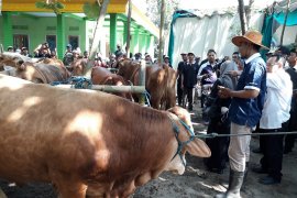 Populasi ternak sapi di Kota Kediri masih kurang