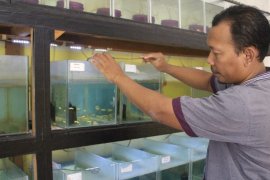 Budi daya ikan guppy tembus pasar internasional