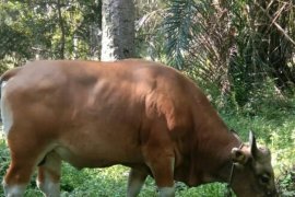 Jumlah hewan kurban di Siak meningkat lima persen