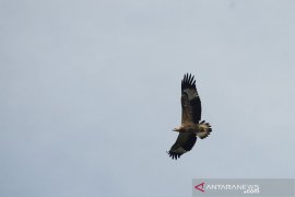 Populasi elang laut dada putih