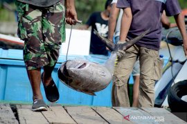 Tangkapan ikan tuna menurun