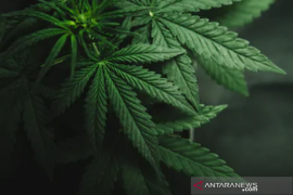 Sempat disahkan, Kementan cabut penetapan ganja sebagai tanaman obat