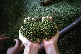 Lada yang tak lagi menggoda, petani mulai lirik komoditas lain