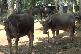 Omset Penjualan hewan kurban di Pandeglang meningkat