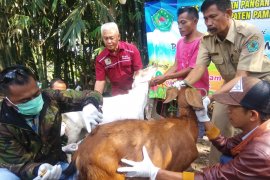 Petugas DKPP Pamekasan periksa kesehatan hewan kurban