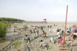 Dua ribu bibit baru mangrove ditanam di areal Mempawah Mangrove Park