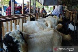 Petugas kesehatan di Kediri periksa hewan kurban milik pedagang