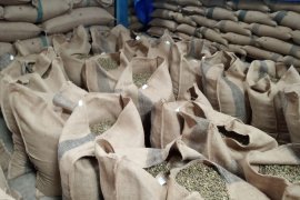 Produksi kopi robusta masih rendah