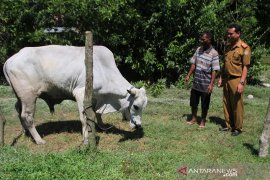 SAPI KURBAN JOKOWI Page 1 Small