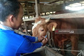 Tim Keswan Dumai periksa hewan kurban