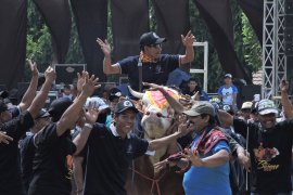 Populasi ternak sapi Situbondo tertinggi di Jawa Timur