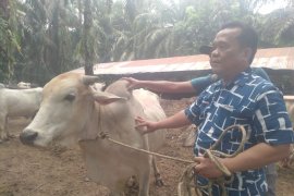 Permintaan hewan kurban di Labuhanbatu Selatan meningkat