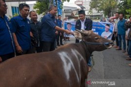 Bantuan sapi kurban untuk korban bencana Page 1 Small