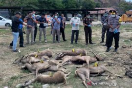 Polres Bima tetapkan tersangka kasus perdagangan rusa