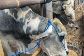 Sebanyak 110 sapi kurban di Yogyakarta terinfeksi cacing hati