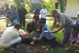Polres Langkat kurban 12 ekor lembu dan dua ekor kambing